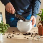 Jak nawozić rośliny doniczkowe za pomocą skorupki jaj i fusów kawy