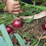 Uprawa czerwonej cebuli w ogrodzie: porady dotyczące porów