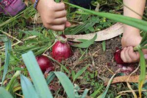 Uprawa czerwonej cebuli w ogrodzie: porady dotyczące porów