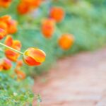 Barwna paleta ogrodowych kwiatów: pomarańczowe kwiaty, które rozbudzą piękno w Twoim ogrodzie