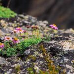 Top 5 popularnych bylin do skalnego ogrodu - wiosenna kolekcja na skalniak