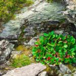 Małe krzewy liściaste idealne do skalniaków oraz niewielkich ogrodów