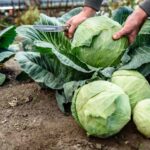 Efektywne metody ekologiczne na zwalczanie szkodników roślin kapustnych w ogrodzie warzywnym